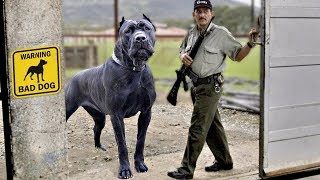 10 BEST GIANT GUARD DOGS