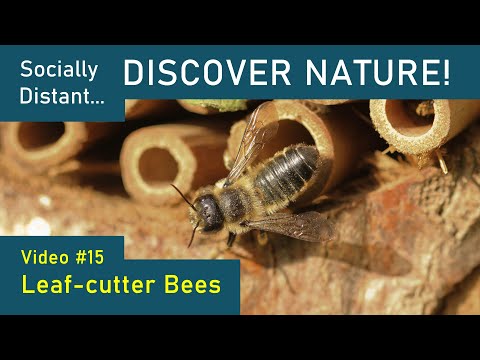 Video: Ano ang ginagawa ng mga leaf cutter bees?