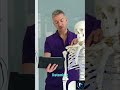 Your Bones: A Living, Changing Organ System #shorts