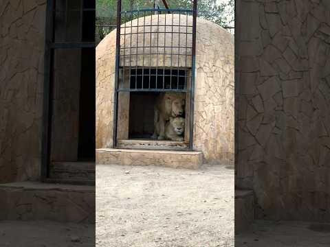 Video: Wroclawin eläintarha (Ogrod Zoologiczny) kuvaus ja kuvat - Puola: Wroclaw
