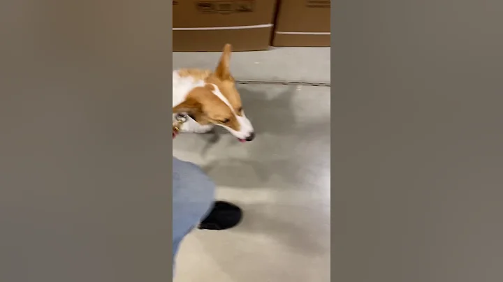 Theodore the Corgis first trip to Lowes