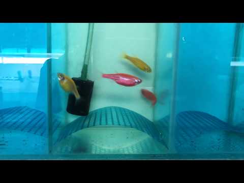 Видео: Как се размножава аквариумната рибка Данио: условия