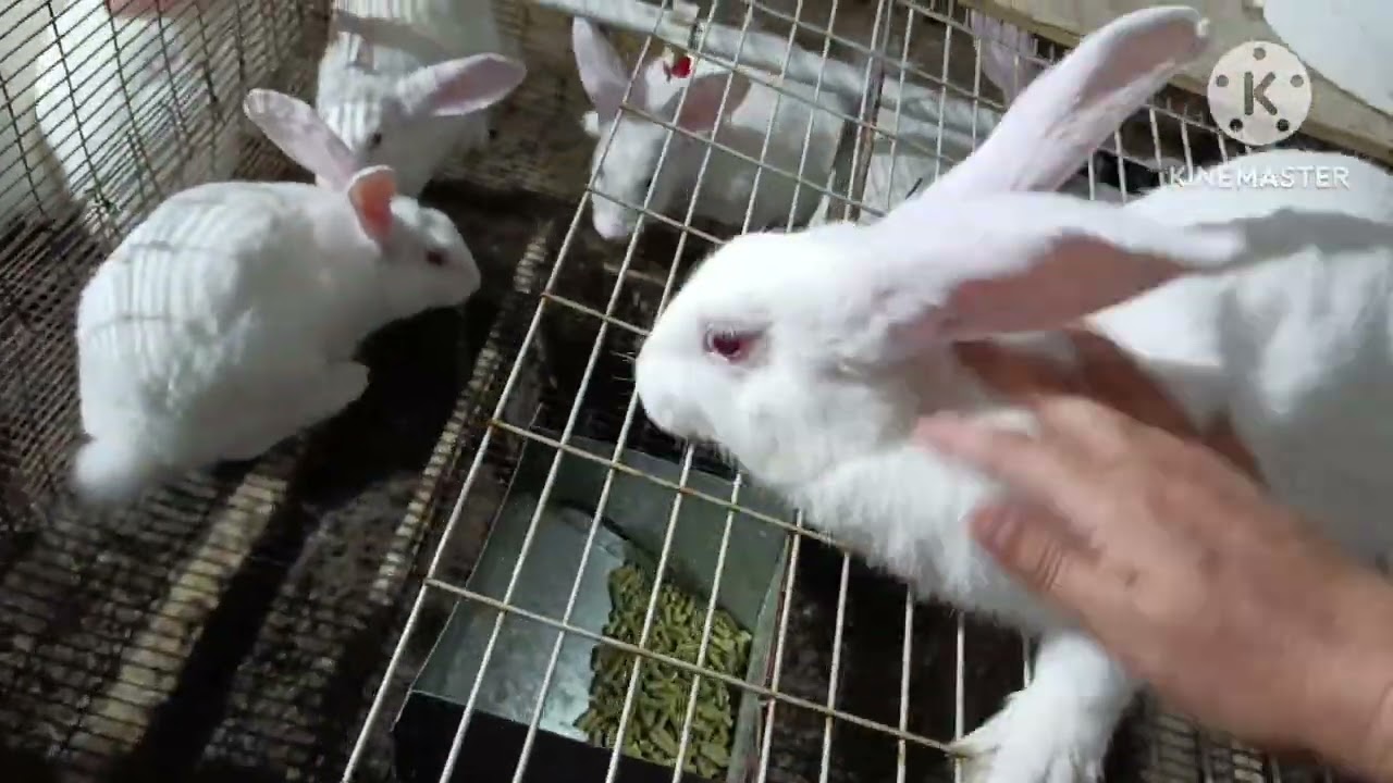 Yarim kechasi sarson qilgan erkak kuyon🫠