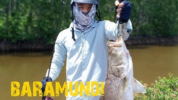 Câu cá chẽm rừng ngập mặn #baramundi