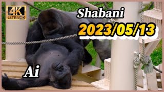 シャバーニがアイの誘惑に負けて求愛❤️ ( 3:18 )そしてキヨマサが・・( 6:32 ) 2023/05/13 土曜日【東山動物園】