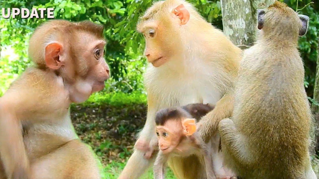 Rose Bring Cute Baby Monkey Rex Play With Abandoned  Monkey Sovanna,But Sovanna Cry Scared