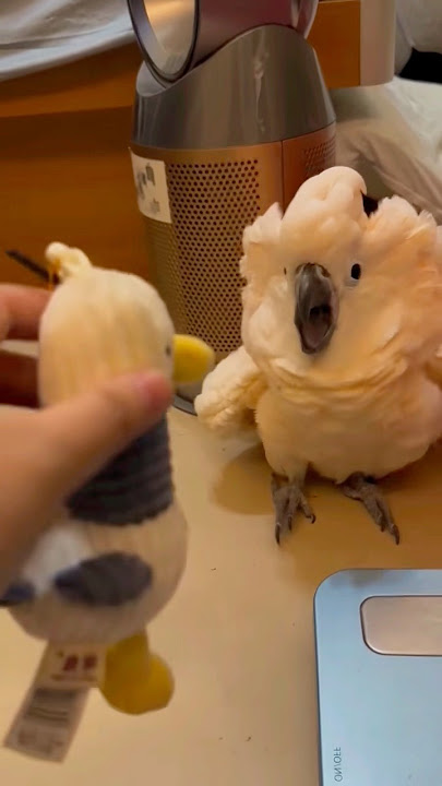Funny bird #funny #funnyanimls #funnyshorts #pets #funnybird #animals #pets #cute #fyp