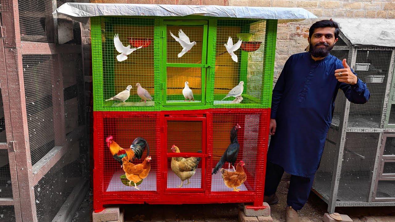 Spending Almost 50 Days To Renovate My Old Dove And Hens Cage 