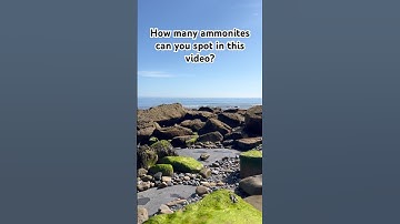 How many ammonites can you spot in this video?? #fossil #fossils #fossilhunting #yorkshirefossils