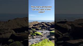 How many ammonites can you spot in this video?? #fossil #fossils #fossilhunting #yorkshirefossils