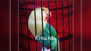 Lovebird Kinanti dan Nadia Latihan Ngetik wae #Lovebirdkusumo