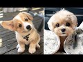 Cute puppies doing funny things cutest puppies in the worlds 2020    cutest dogs