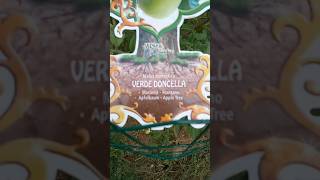 PÉ DE MAÇÃ COM FLORES #fruits #portugal #short