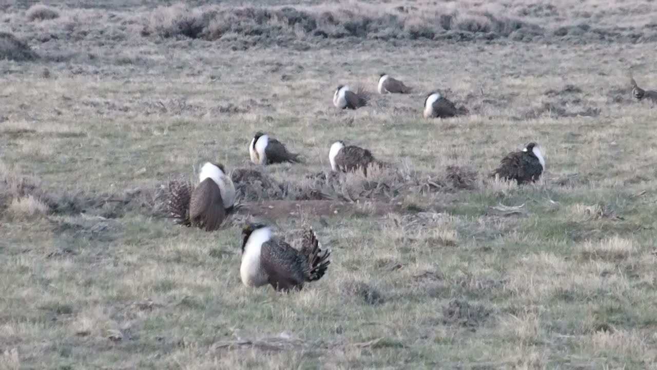 Greater Sage Grouse, Centrocercus urophasianus, northwest of Denver, CO, USA, 28 Apr 2018 (1/10)