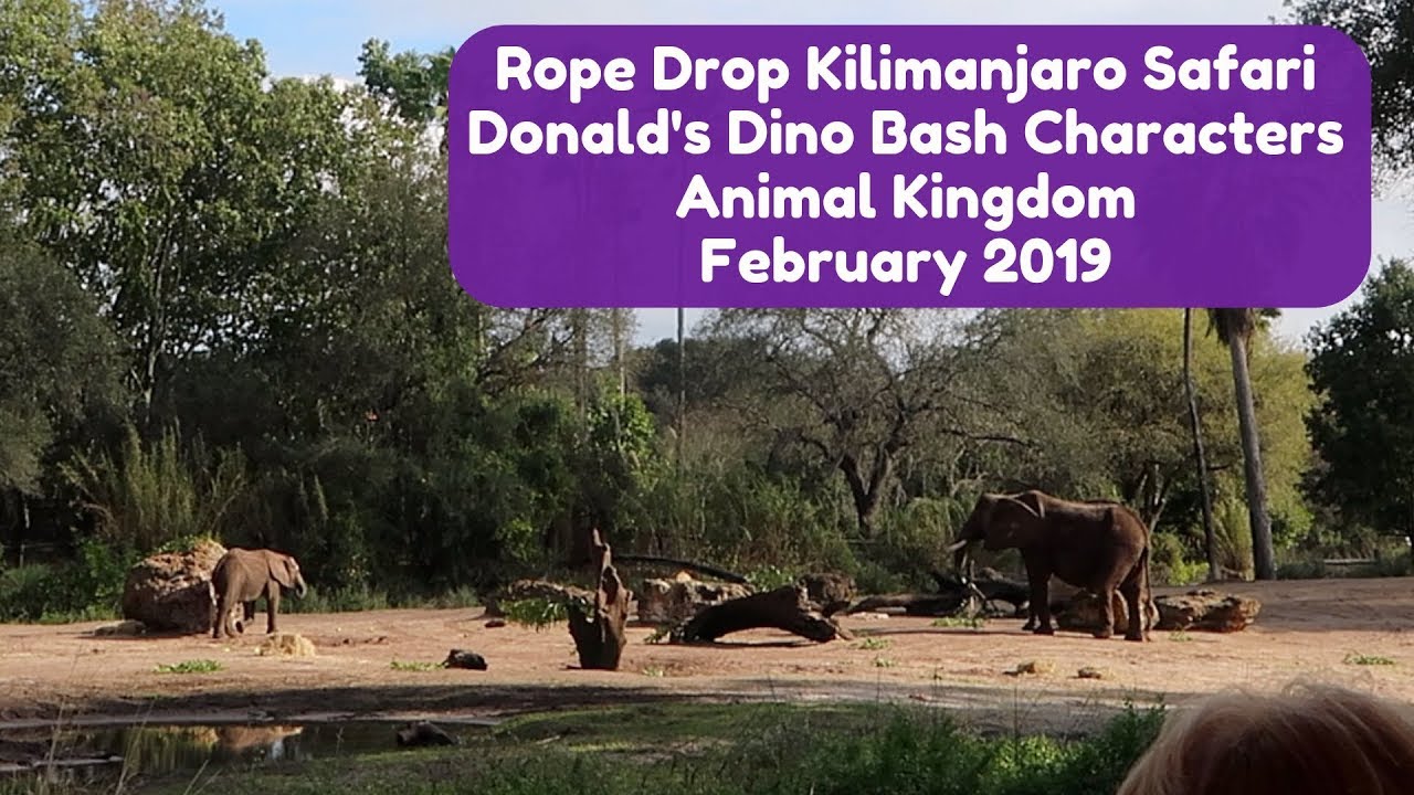 Animal Kingdom Rope Drop Safari Donald's Dino Bash Character Meet