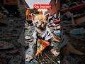 Cat Emotional Story #motivation #catshorts #shorts #cat