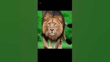 hổ là chúa tể rừng xanh #animals