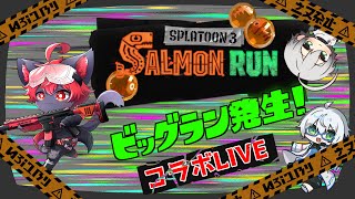 【#スプラトゥーン3 】ビックラン！ラン！ラン！こーらぼ♪【紅井猫 まるしゃ】
