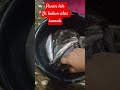 Panen lele di kolam diatas rumah untuk menu hari ini.#shortvideo #fypyoutube #teknikpertanian #ikan