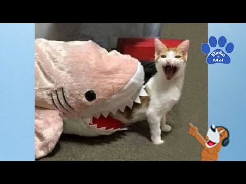 Animais engraçados e bebês - Cães e gatos engraçados - Binho e Mel #64 