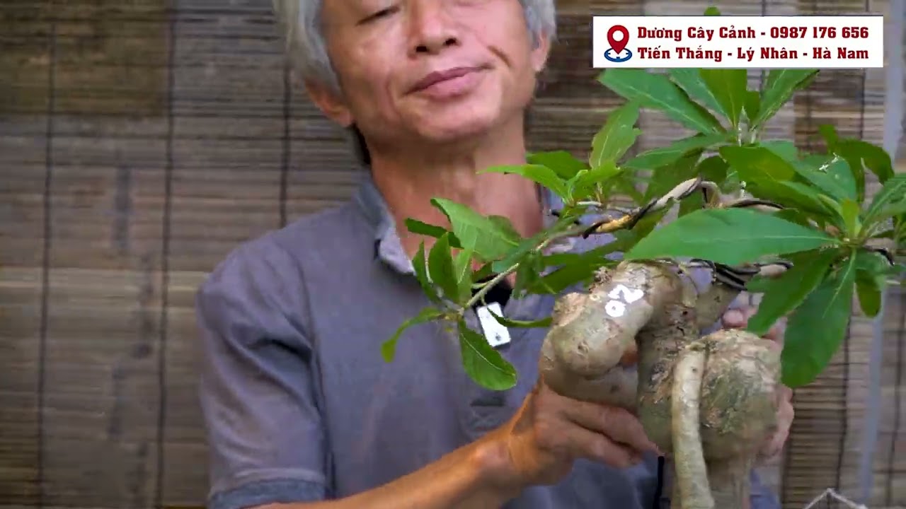 giá trị những cây lộc vừng hạt thả nước sẽ có trong clip 164