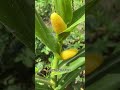 Let me show you my corn baby but you can t use your fingers