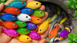 Amazing Catch Rare Tropical Fish, Baby turtle, Koi, Guppies, Ornamental In Small flower Garden