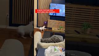 Talented dog #trending #viral #shorts #youtubeshorts