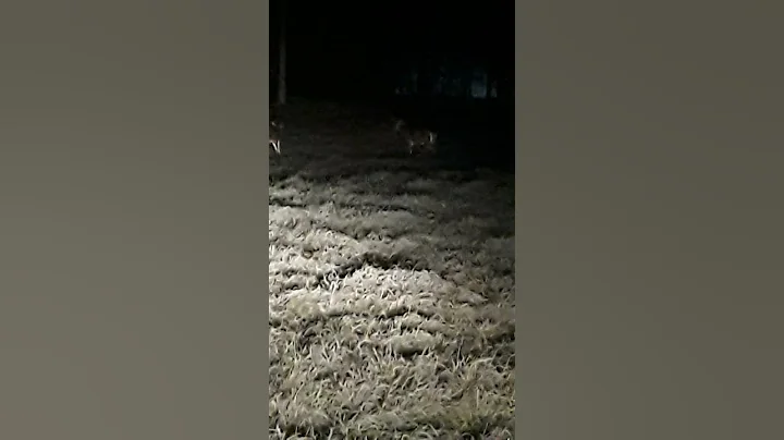 Bucks fighting.