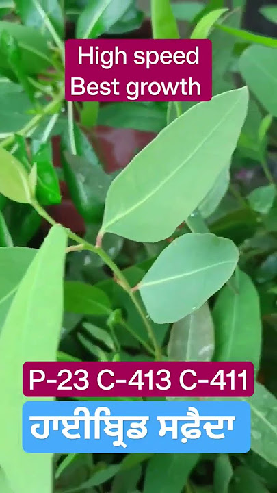 #Eucalyptus #farming #forestry #safeda #tree #plants #nursery #sale #gurdaspur #best #clone #variety