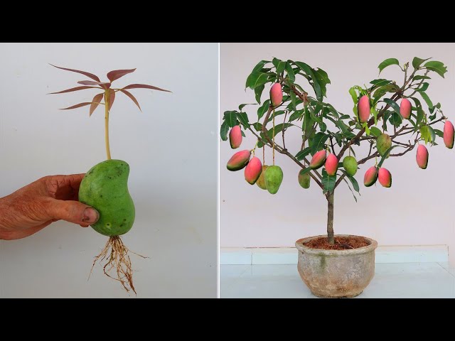 Growing Mangoes, DIY Food Gardening