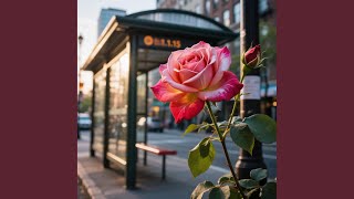 Bus Stop Rose