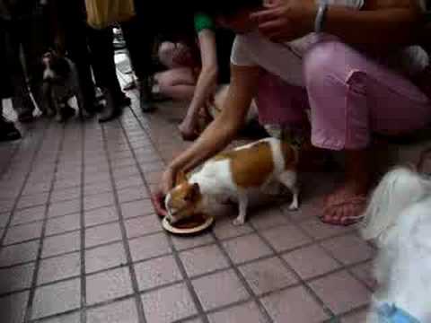 2008/8/30狗狗快吃比賽part2
