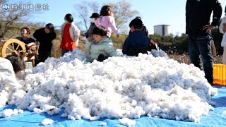 ふわふわ綿花を収穫