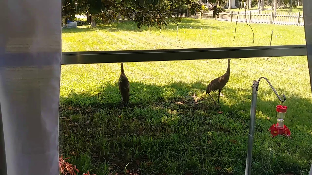 Sandhill cranes eating my bird seed. YouTube