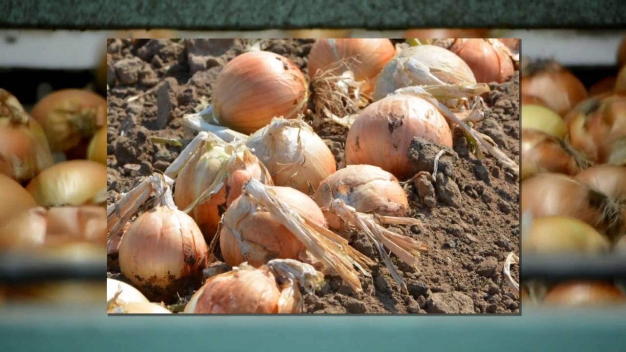onion harvest