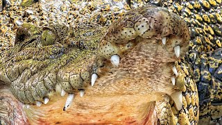 SALTWATER CROC FEEDING & BROKEN JAW GATOR