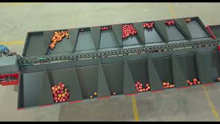 Physical AI for Fresh Produce | AI-Powered Sorting & Grading | Intello Labs #agritech #physicalai