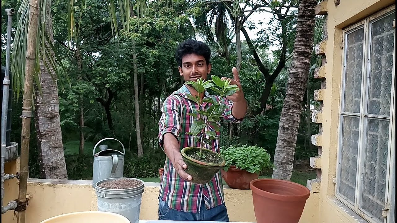 গন্ধরাজ গাছের পরিচর্যা আমরা কিভাবে করবো ?