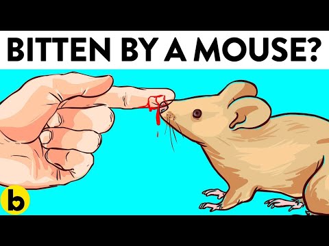 Video: House mice: description and photo. Does a house mouse bite? How to get rid of house mice