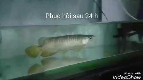 Chữa bệnh cá rồng bị sốc nước, chúi, nổi lưng