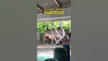 sapi ngamuk ngamuk saat kurban #shorts #youtubeshorts #herherofficial
