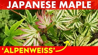 Japanese Maple Tree Highlight: Acer palmatum 'Alpenweiss'