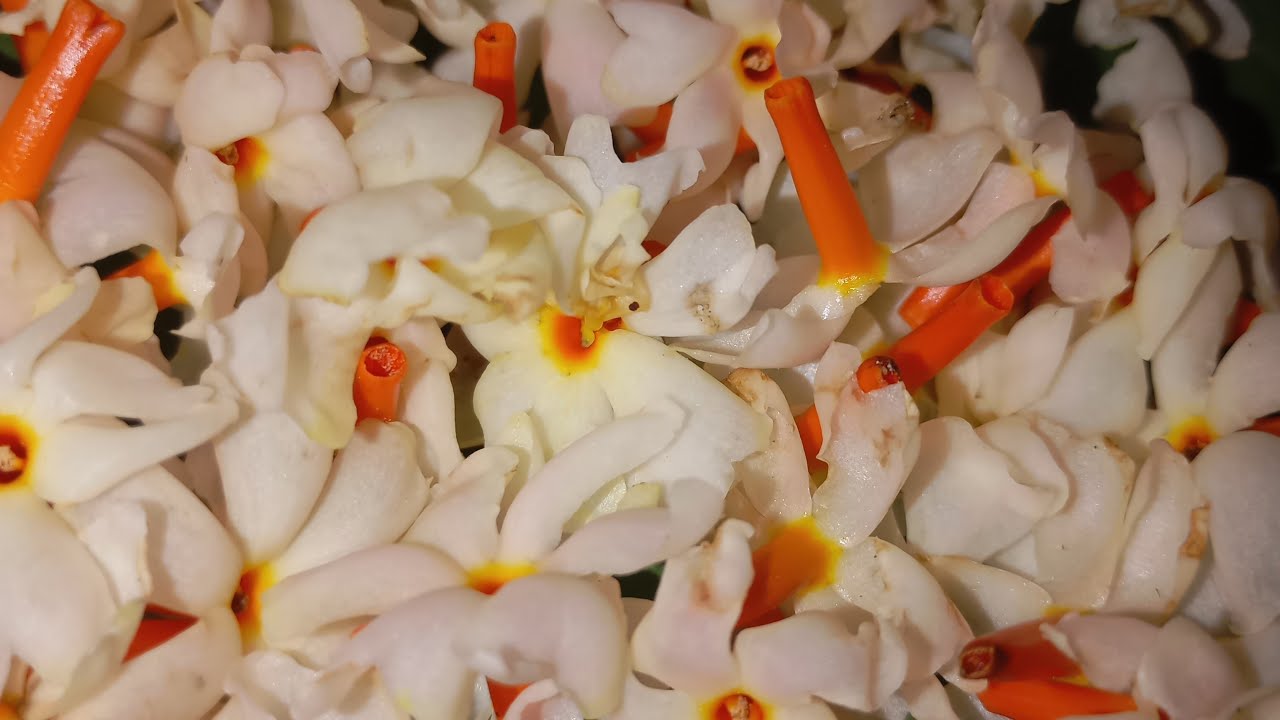 মনে হাজার কষ্ট রেখেও মুখে হাসি ফুটিয়ে তোলা নাম কি জানো