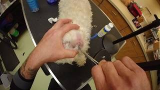 Dog Ear Plucking and Cleaning After 3mos of Medication for Infection. DoggieStylesPOV 