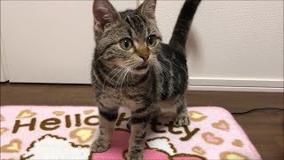 子猫に色々な猫の鳴き声をきかせてみたらｗ