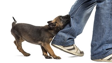 Trading Group Therapy - Goals That Bite