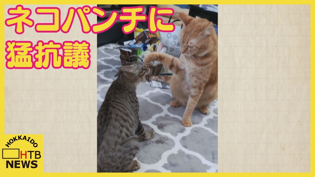 ニャンで叩くのよ」予想外の猫パンチに猛抗議！ 普段はとっても仲良し