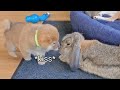 Puppy Hugging & Kissing Bunny 🥰