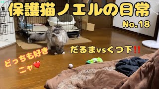 【保護猫ノエル】No.18 ダルマvsくつ下❗好きなのはどっち❓